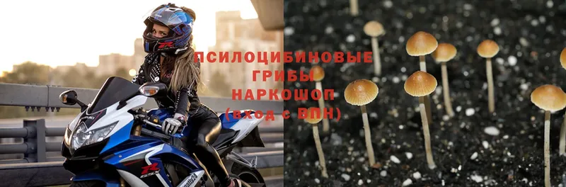 Псилоцибиновые грибы Psilocybe  хочу   Дальнегорск 